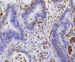 HistoneH2AE Rabbit anti-Human, Clone: SR4-17, Novus Biologicals 100&mu;L:Antibodies,